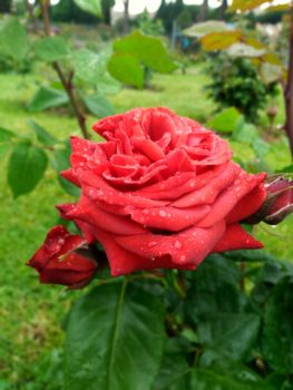 Red Rose