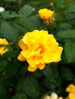 Yellow Rose