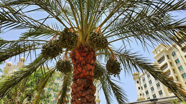 Palm in Jumeirah