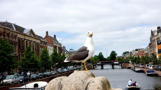 Seagull