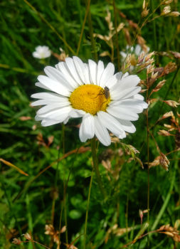 Like a Daisy