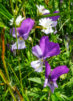 Violets